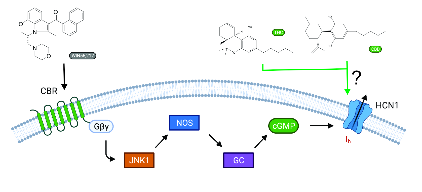 Direct Regulation of Hyperpolarization-Activated Cyclic-Nucleotide Gated (HCN1) Channels by Cannabinoids.