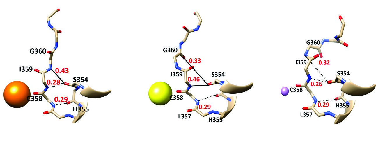 Ion behavior in the selectivity filter of HCN1 channels (Ahrari et al., Biophys J 2022)